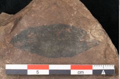 Foto (Detailansicht) von Plantae indet.  (NHMW-GEO-2024-0188-11533)